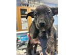 Adopt Pippa- IN FOSTER ADOPTED a Black Mixed Breed (Medium) / Mixed Breed