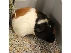 Adopt Charlie a Brown or Chocolate Guinea Pig / Mixed small animal in
