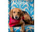 Adopt Abilene a Brown/Chocolate Hound (Unknown Type) / Mixed Breed (Medium) /