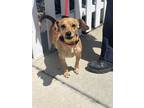 Adopt PIXIE a Tan/Yellow/Fawn Dachshund / Mixed dog in Huntington Beach