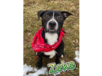 Adopt Zeke a Black American Pit Bull Terrier / Mixed dog in Louisville