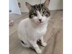 Adopt Arlo a White Domestic Shorthair / Domestic Shorthair / Mixed cat in