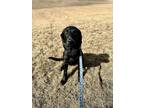 Adopt Moose a Labrador Retriever / Mixed dog in Mandan, ND (41148218)