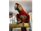 Adopt Mango a Red Macaw bird in Inverness, FL (41153343)