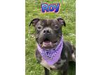 Adopt Roy a Black Shar Pei / American Pit Bull Terrier / Mixed (short coat) dog