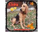 Adopt Elvira a Tan/Yellow/Fawn - with Black Bloodhound / Mixed dog in Dunmore