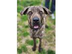 Adopt Boo (HW-) a Brindle Mastiff / Mixed dog in Owensboro, KY (41107124)