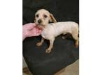 Adopt Charles a Tan/Yellow/Fawn Cavapoo / Mixed dog in Waldron, AR (41189497)