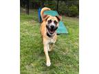 Adopt Saturn a Tan/Yellow/Fawn Boxer / Mixed dog in Conway, SC (40993953)