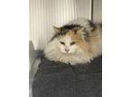 Adopt Eva a White Domestic Longhair / Domestic Shorthair / Mixed cat in