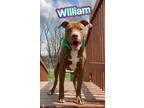 Adopt William a Brindle American Pit Bull Terrier / Mixed Breed (Medium) / Mixed