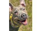 Adopt Jevada- IN FOSTER a Gray/Blue/Silver/Salt & Pepper Mixed Breed (Large) /