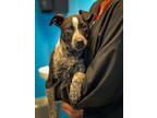Adopt Flint a Black - with White Blue Heeler / Mixed dog in Guntersville