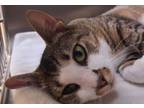Adopt Diana a Brown Tabby Manx / Domestic Shorthair / Mixed (short coat) cat in