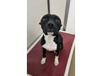 Adopt Loki a Black - with White Pit Bull Terrier / Mixed dog in Laramie