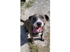 Adopt Zinnia a Gray/Blue/Silver/Salt & Pepper Mixed Breed (Large) / Mixed dog in
