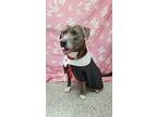 Adopt Rodger a Gray/Blue/Silver/Salt & Pepper Mixed Breed (Large) / Mixed dog in