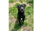 Adopt Hero a Black Mixed Breed (Large) / Mixed dog in Vienna, OH (34593245)