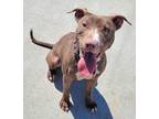 Adopt Puddin! Sweet, Petite Girl! a Brown/Chocolate - with White American Pit