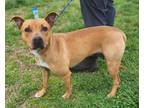 Adopt Athena (HW+) a Red/Golden/Orange/Chestnut American Pit Bull Terrier /
