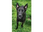 Adopt Venus (HW-) a Black German Shepherd Dog / Labrador Retriever / Mixed