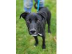 Adopt Rex (HW-) a Black Labrador Retriever / Mixed dog in Owensboro