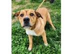 Adopt Lois Lane a Tan/Yellow/Fawn American Pit Bull Terrier / Mixed dog in