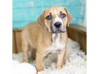 Adopt Delilah a Tan/Yellow/Fawn - with White Mixed Breed (Medium) / Mixed dog in
