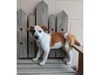 Adopt Blossom a Tan/Yellow/Fawn - with White Australian Cattle Dog / Mixed dog
