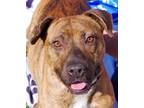 Adopt Andy a Brindle Terrier (Unknown Type, Small) / Mixed dog in Moncks Corner