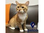 Adopt Mercy a Orange or Red Domestic Shorthair / Domestic Shorthair / Mixed cat