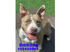 Adopt Dakota -Stray a Gray/Blue/Silver/Salt & Pepper American Pit Bull Terrier /