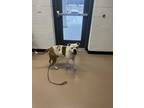 Adopt Petey a White - with Brown or Chocolate Mixed Breed (Medium) / Mixed dog