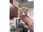 Adopt Gyoza a Orange or Red Domestic Shorthair / Domestic Shorthair / Mixed cat