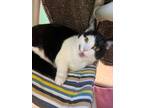 Adopt Sophia a Domestic Shorthair / Mixed cat in Victoria, BC (41188614)