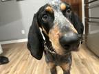 Adopt Derk a Tricolor (Tan/Brown & Black & White) Bluetick Coonhound / Mixed dog
