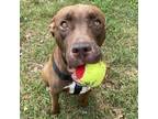 Adopt Petey a Brown/Chocolate American Pit Bull Terrier / Mixed Breed (Medium) /