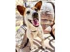 Adopt Ellie a Red/Golden/Orange/Chestnut Australian Cattle Dog / Mixed dog in