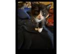Adopt Not named yet a Brown Tabby Domestic Shorthair / Mixed (short coat) cat in
