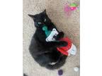 Adopt Night Rider a All Black Domestic Shorthair / Mixed (short coat) cat in DFW