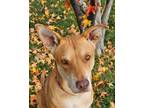 Adopt Jemma a Tan/Yellow/Fawn Shepherd (Unknown Type) / Mixed dog in Payson