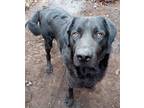 Adopt Duke3 a Black Mastiff / Great Dane / Mixed (short coat) dog in Spruce