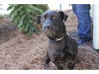 Adopt Tibbers a Black Basset Hound / Labrador Retriever / Mixed (short coat) dog
