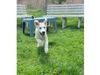 Adopt Poppy a Red/Golden/Orange/Chestnut - with White Labrador Retriever / Husky