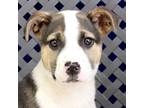 Adopt Rosilynn a Beagle / Pit Bull Terrier / Mixed dog in Midland, TX (41187965)