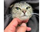 Adopt REN a Brown Tabby Tabby (short coat) cat in Brea, CA (41060029)
