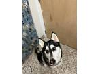 Adopt Clint a Black Husky / Mixed Breed (Medium) / Mixed (short coat) dog in