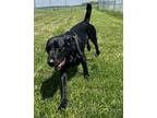 Adopt Levi a Labrador Retriever / Mixed dog in Portland, IN (41180085)