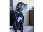 Adopt Abraham a Black Great Dane / Mixed dog in Houston, TX (41187828)