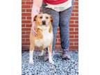 Adopt Dunkin' a Mixed Breed (Large) / Mixed dog in Durham, NC (41187523)